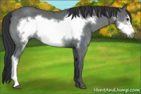 Horse Color:Black Ice Frame Rabicano 