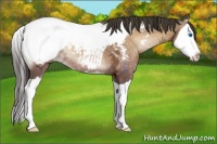 Horse Color:Buckskin Ice Onyx Splash Appaloosa 