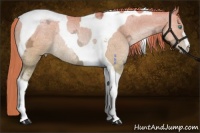 Horse Color:Smoky Black Ice Pearl Tobiano Rabicano