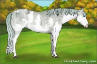Horse Color:White Spotted Chestnut Ice Pearl Splash Appaloosa Rabicano 