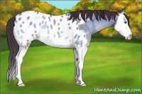 Horse Color:Classic Champagne Ice Onyx Splash Near Leopard Rabicano 