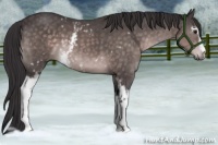 Horse Color:Platinum White Spotted Buckskin 