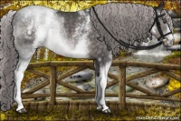 Horse Color:Platinum White Spotted Chocolate Palomino