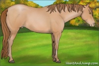 Horse Color:Bay Roan Pearl 
