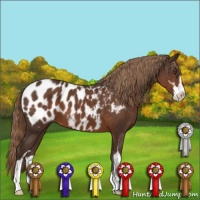 Horse Color:Liver Chestnut Sabino Appaloosa 