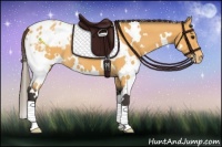 Horse Color:White Spotted Buckskin Appaloosa 