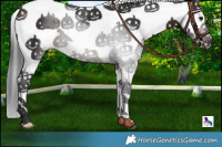 Horse Color:White Spotted Brown Splash 