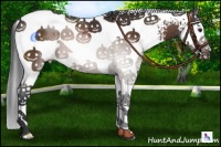 Horse Color:White Spotted Brown Splash 