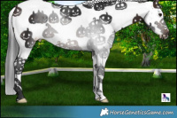 Horse Color:White Spotted Brown Splash 