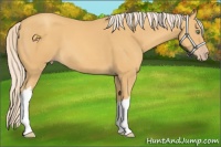 Horse Color:Gold Cream Champagne 