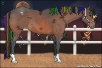 Horse Color:Painted Bay Ice Appaloosa 