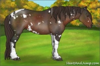 Horse Color:White Spotted Liver Chestnut Tobiano Rabicano 