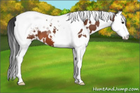 Horse Color:White Spotted Bay Splash Tobiano Snowcap 