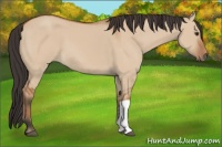 Horse Color:Bay Dun