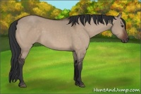 Horse Color:Brown Dun 