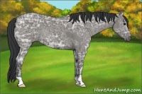 Horse Color:Grullo Ice