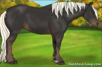 Horse Color:Liver Chestnut Mushroom 