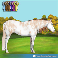 Horse Color:Amber Champagne Pearl Sabino Appaloosa and Sable Champagne Pearl Sabino