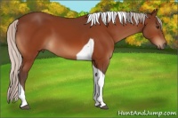 Horse Color:Silver Brown Tobiano