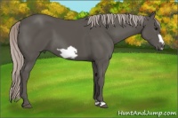 Horse Color:Silver Black Frame 