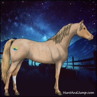 Horse Color:Red Roan 