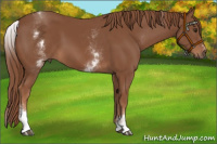 Horse Color:White Spotted Chestnut Sabino