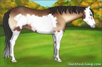 Horse Color:Bay Onyx Splash Frame 