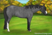 Horse Color:Blue Roan 