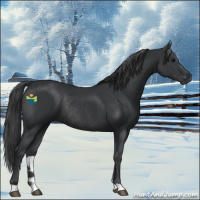 Horse Color:Black Rabicano 