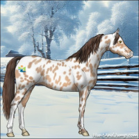 Horse Color:Amber Champagne Appaloosa 