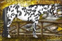 Horse Color:Black Frame Appaloosa 