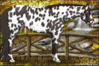 Horse Color:Smoky Blue Roan Frame Appaloosa 