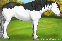 Horse Color:Black Splash Appaloosa 