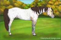 Horse Color:Bay Ice Dun Appaloosa 