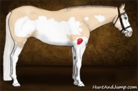 Horse Color:Silver Amber Champagne Dun Splash Frame