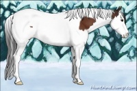 Horse Color:Bay Splash Tobiano