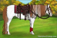 Horse Color:Chestnut Appaloosa 