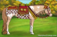 Horse Color:Gold Champagne Appaloosa
