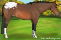 Horse Color:Bay Appaloosa 