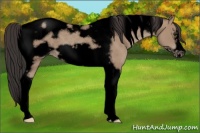 Horse Color:Void Classic Champagne Tobiano Frame 