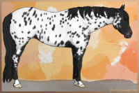 Horse Color:Gray Black Appaloosa 