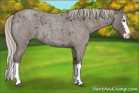 Horse Color:White Spotted Silver Blue Roan Splash 