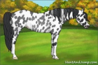 Horse Color:Blue Roan Leopard Rabicano 