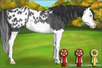 Horse Color:Blue Roan Splash Appaloosa Rabicano 