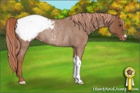 Horse Color:Red Roan Appaloosa Rabicano 