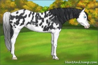 Horse Color:Black Splash Near Leopard 