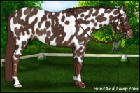Horse Color:Liver Chestnut Appaloosa