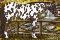 Horse Color:Liver Chestnut Near Leopard