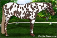 Horse Color:Liver Chestnut Near Leopard 