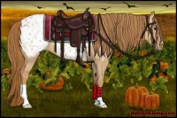 Horse Color:Red Dun Appaloosa